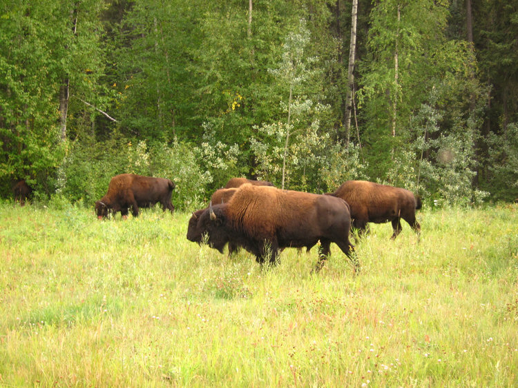 Bison