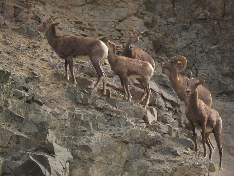 Roadside Big Horn