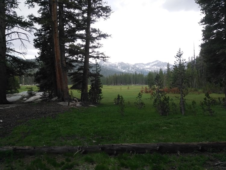 Beautiful Meadow, Not So Wonderful Mossies