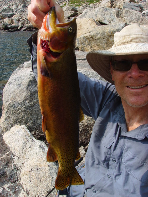 22 inch golden trout from wind river.jpg