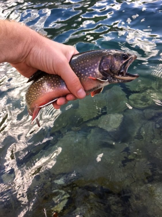 Brookie.jpg
