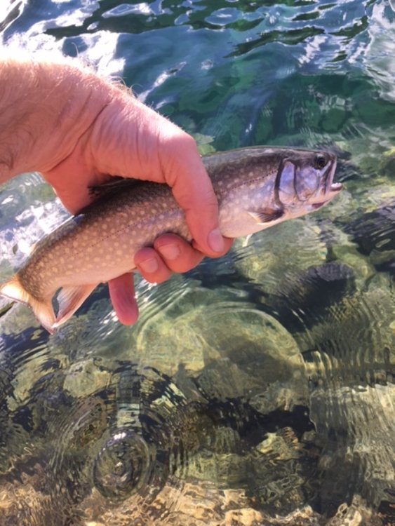Brookie2.jpg