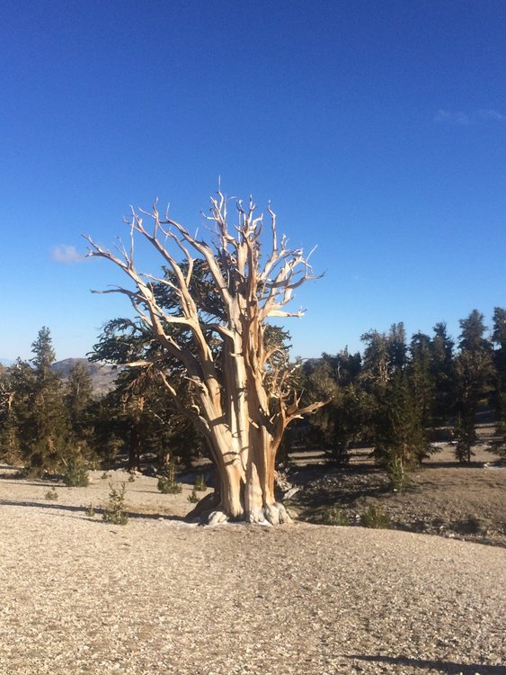 Bristle cone Pine. Many are thousands of years old.