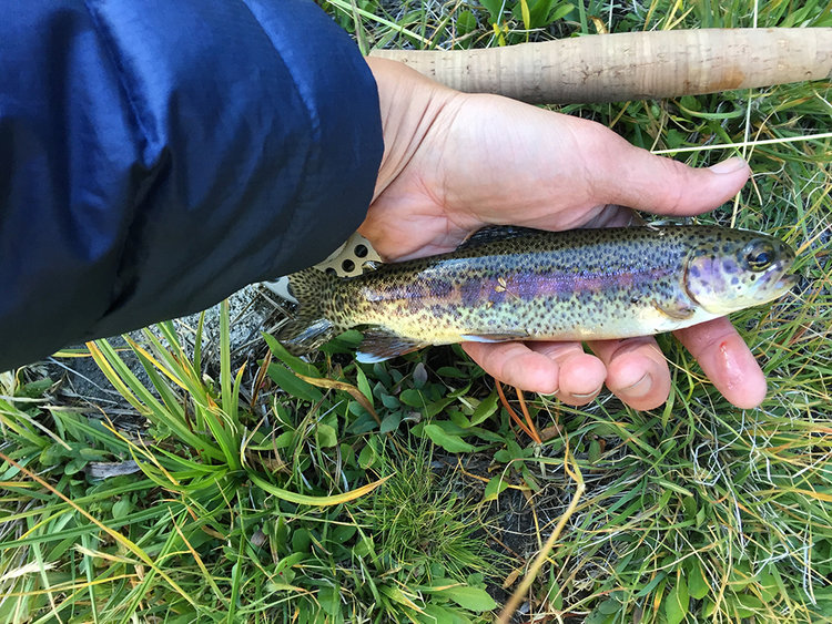 Brookies and rainbows were stacked in the outlet like I've never seen.