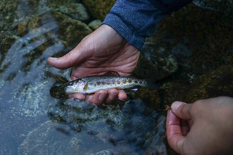 Couldn't believe how fun pulling these out of the South Fork Kings was.