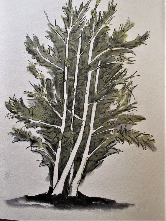 motel tree.jpg
