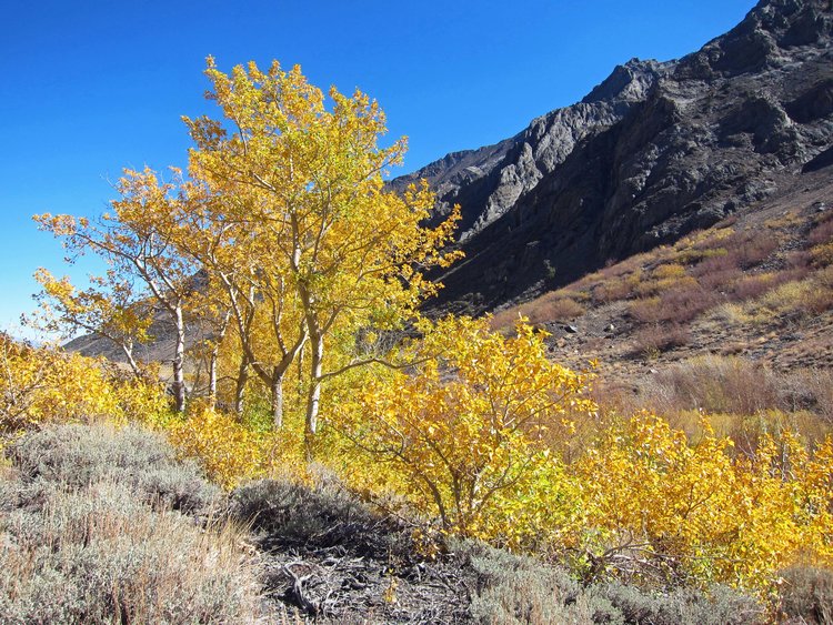 Fall leaves