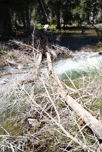 Log crossing on Cherry Creek