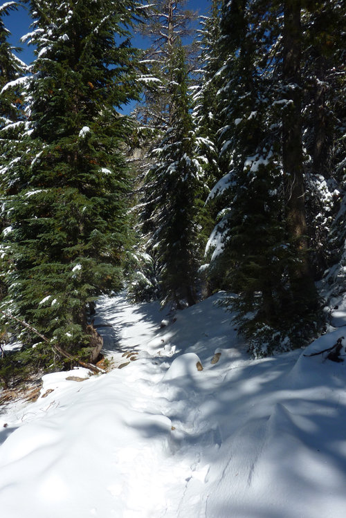 Seavy Pass Trail