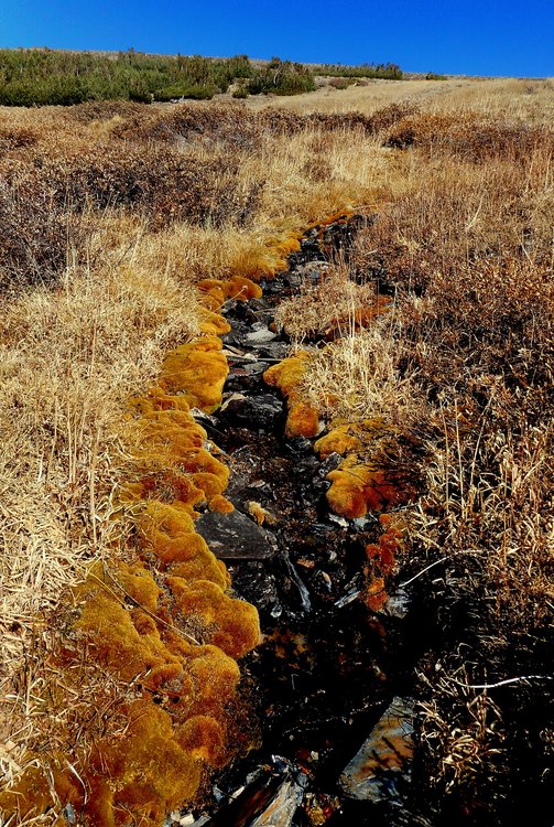 mossy creek.JPG