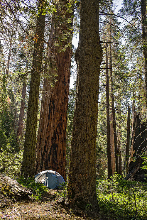 Campsite-RedwoodCanyon-1.jpg