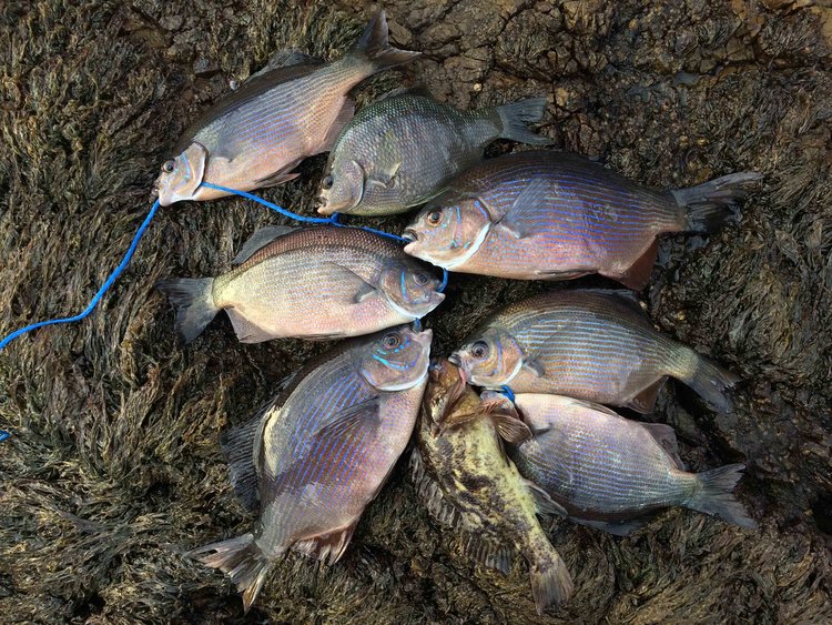 The fish we kept on a stringer in a tidepool.