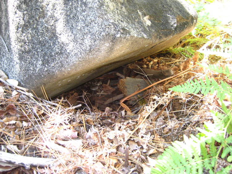 IMG10343-rattlesnake.jpeg