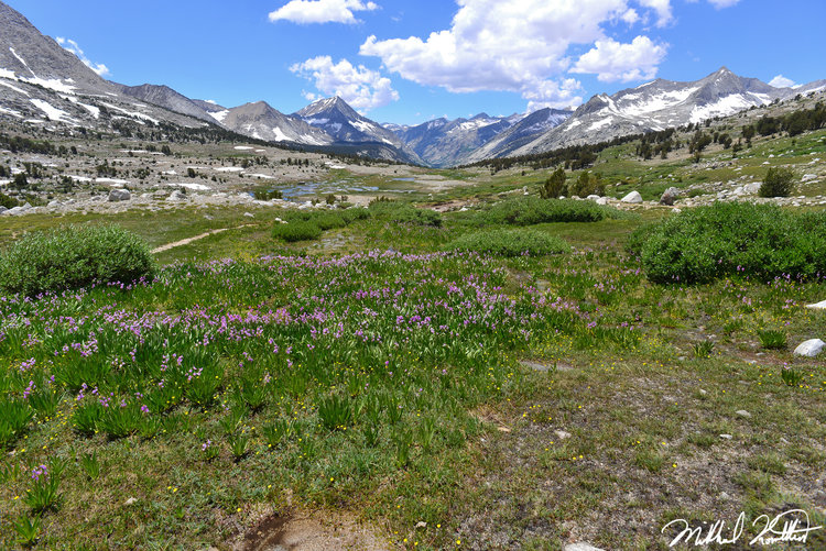 After a wet winter the wildflowers were in full bloom at the highest elevations still. Looking down the canyon from the top of Taboose was gorgeous.