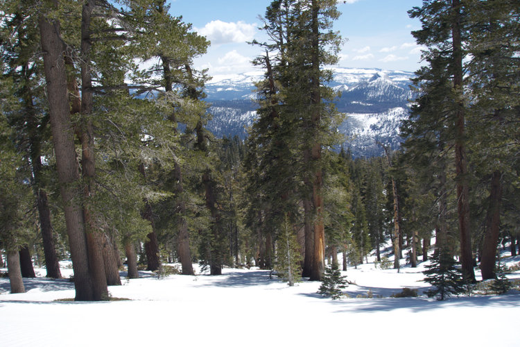 Looking south from the forested slopes of Clouds Rest