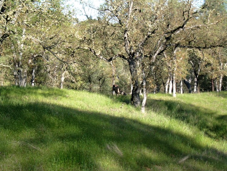 Deer on the hillside on Hartman Trail near Oristemba Creek
