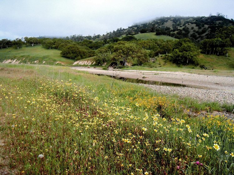 Flowers along Oristemba Creek