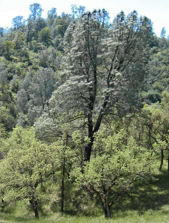 Timber near my campsite on Robinson Creek