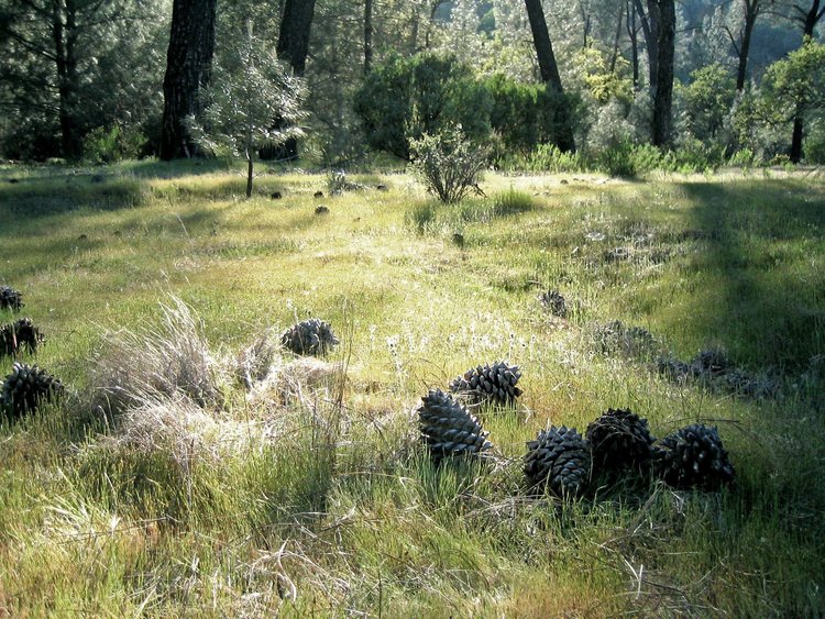 Pinecones on Robinson Creek