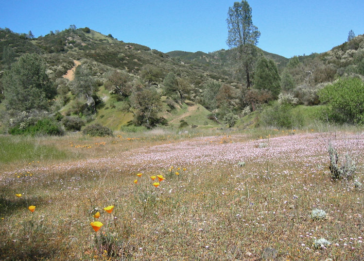 Flowers along Coyote Creek