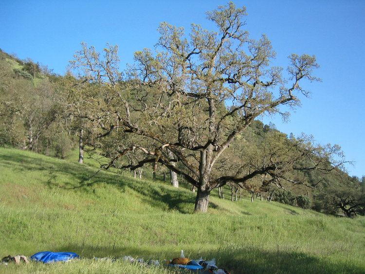 Camp on Coyote Creek  (I went light with only a bivy sack)
