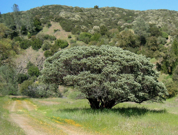 Typical Oak Tree