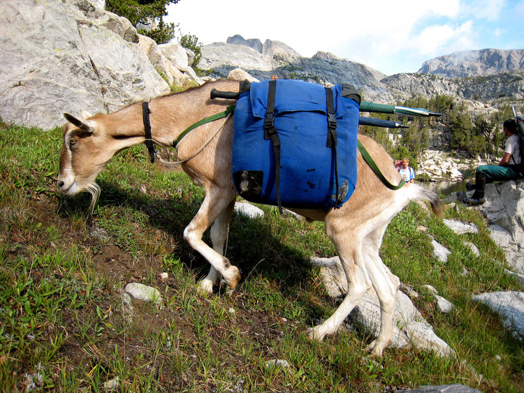 Pack goat