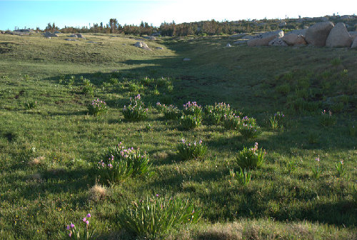 Table Mountain