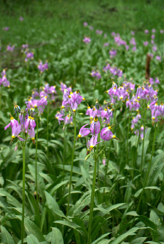 Flowers near Hutchinson Meadow