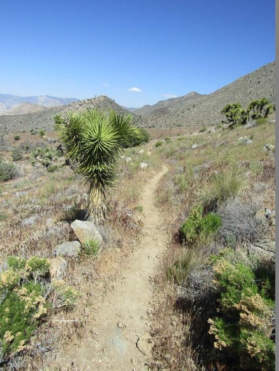 Near Joshua Tree Spring