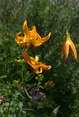 Flowers in Le Conte Canyon