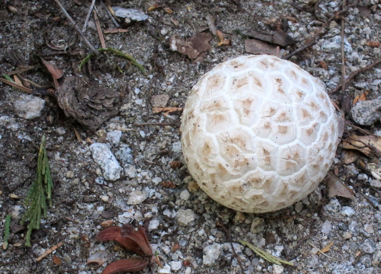 Mushroom or Golf Ball!!