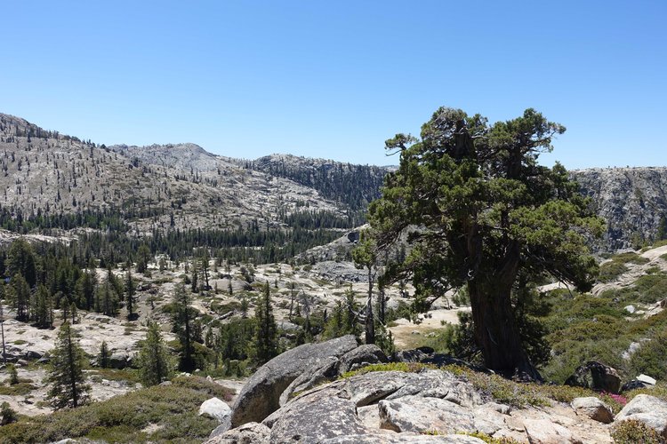 Sentinel by high trail on the way out