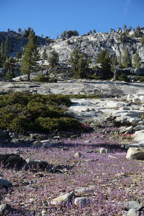 Purple carpet by our camp