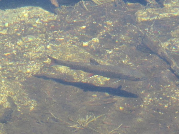 3 Brookie.JPG