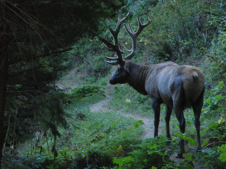 ElK_on_Trail.JPG