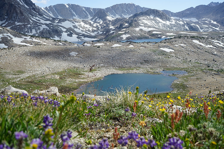 Wildflowers with Summit and Muriel Lakes