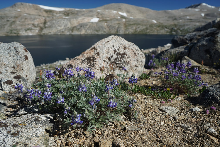 Wildflowers at Desolation Lake.