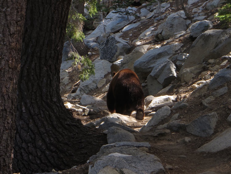 A wildlife encounter