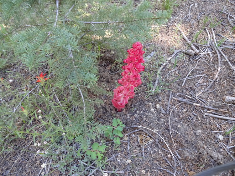 DSC00865.jpg