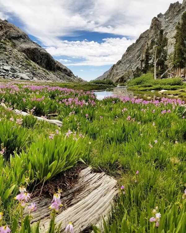 Full flower force in the meadow below the lakes basins.