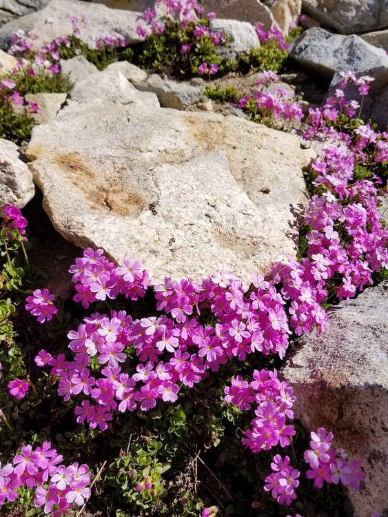 Happy little high alpine flowers on the way up Glen Pass.