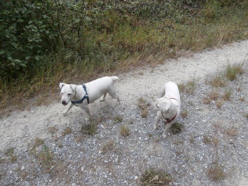 2Harness.JPG