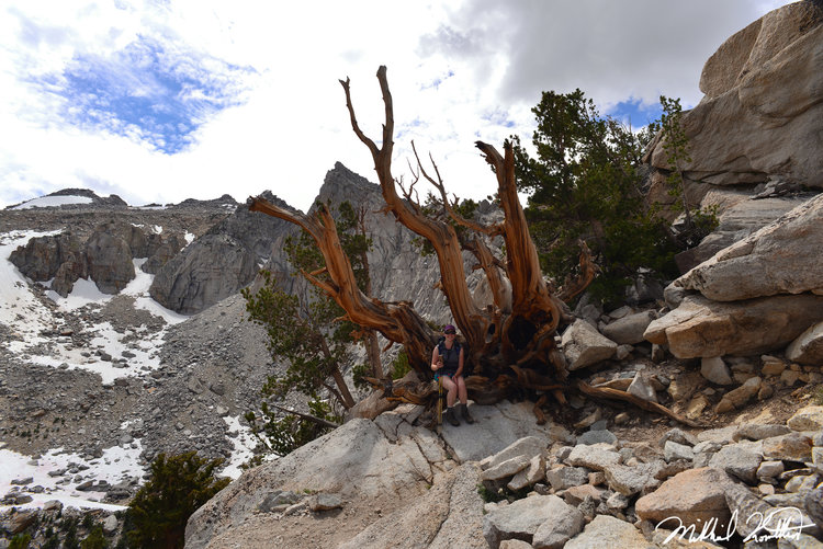 This tree was epic.