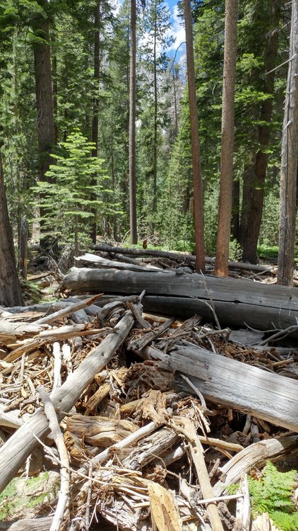 Downed wood before crossing the Merced