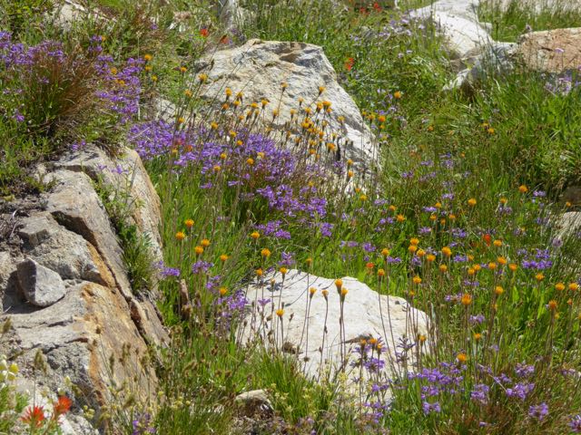 The first of many wildflower displays