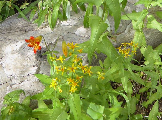 Lillies.jpg