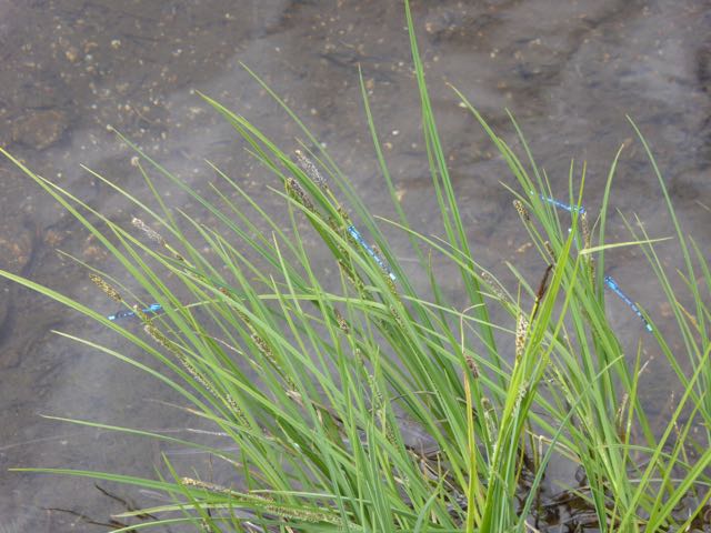 Dragon Flies doing their job and eating the mosquito larve