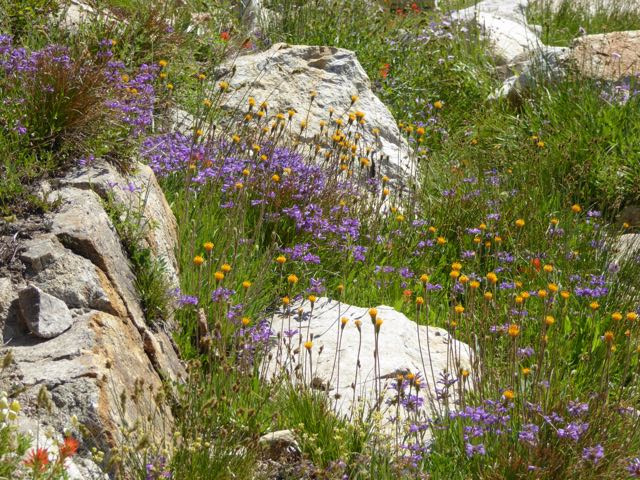 flowers2.jpg