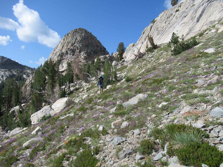 Last part of descent to the JMT/PCT through a nice wildflower field